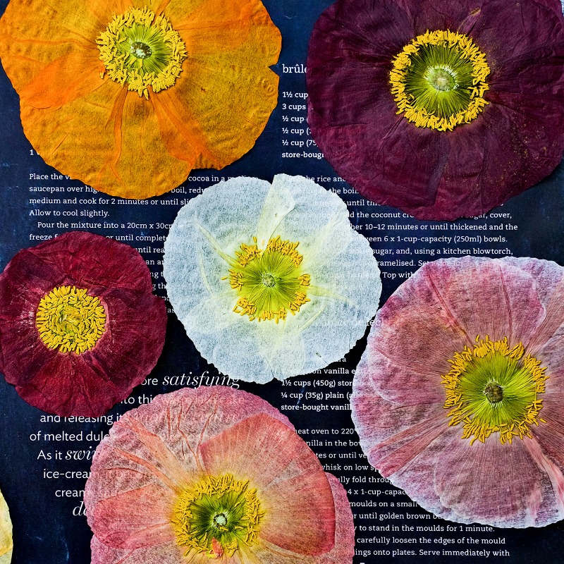 1pcs,Nature Field Poppy Presse - Resin Craft Ideas incelemesi ve fiyatı